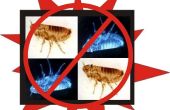 Control de las pulgas naturalmente con artículos comunes del hogar
