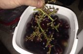 FÁCILMENTE del tallo de uvas