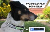Upgrade A Dog Collar