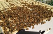 Colmena/instalar una colonia de abejas de un paquete