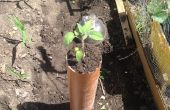 Cómo crece la comida de la tierra en tubos, (especialmente plantas colgantes)