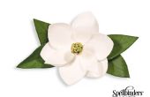 Flor de Magnolia de papel