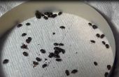 Pequeña colmena escarabajos Neverwet - VS... Neverwet gana!!!!!! 