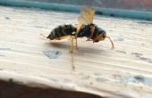 Prevenir la abeja y la avispa pica (Hack de vida más fácil!) 
