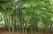 Sólo puede evitar violentos e inundaciones: planta agrupando bambúes! 