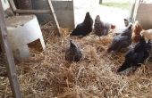 Maximizar el espacio de Coop de pollo para los pollos más