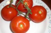 Haz una más grande, más dulce, cultivo anterior de tomates