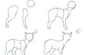 Cómo dibujar un cuerpo de gato