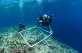 Quadrat del laser para la asignación de los arrecife de Coral