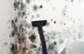 Mold Remediation: Step-By-Step Guide from Experts