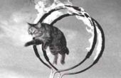 Cómo hacer un gato para saltar por un aro