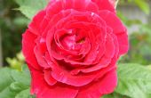 Una rosa en mi patio