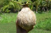 La cáscara de un coco; Hacer leche de coco
