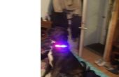 Intermitente LED collar de seguridad de perro! 