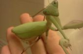 Mantener una Mantis como mascota