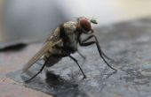 La mosca doméstica - enfoque Macro sin cámara de lujo
