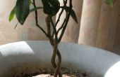 Crecer su propio Mini árbol escultura