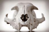 Preservar su propio cráneo de Animal