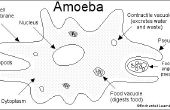 El temido Virus de Ameba