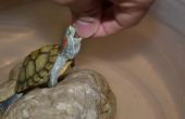 Cómo limpiar un tanque de tortugas acuáticas