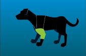 Protector de puntos de pata de perro con un calcetín
