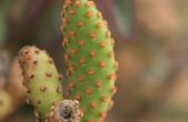 Quitar espinas de Cactus con facilidad