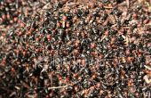 Cómo deshacerse de las hormigas (o) cómo matar una invasión de hormigas