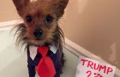 Donald Trump perro traje