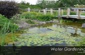 Red de estanques de jardín en su patio trasero - Idea DIY