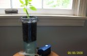 Sola planta hidroponía (fácil)