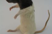 LED Throwie rata (o ratón)