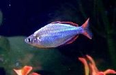 Melanotaenia praecox neón Rainbowfish