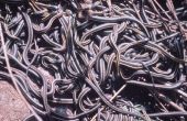 Cómo sobrevivir a la ira de un mil serpientes hambrientas de agua