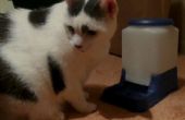 Alimentador automático de Cat CAT-Powered
