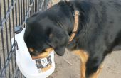 Colgante perro tazón de una jarra de plástico