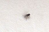 Matar una mosca con bandas de goma