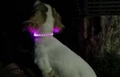 Emisor de luz (LED) perro Collar de cuero