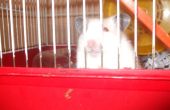 Regalo hamster caseras (: