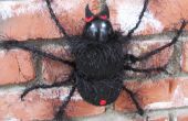 Negro peludo miedo araña