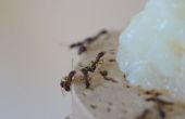 Dieta artificial de hormigas