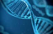 Montaje de ADN humano mediante algoritmos de programación dinámicas