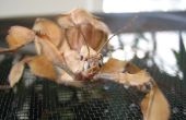 Cómo mantener a un animal doméstico insecto de hoja espinoso