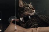 Seguimiento mediante Bluetooth interior colocación del gato