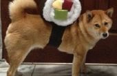 Sushi Roll perro traje