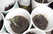 Cómo cultivar plantas de guisante en el interior