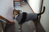 Steve el perro y su suéter