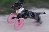 Silla de ruedas de pata delantera pequeño perro
