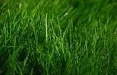 Ir verde por verde de crecimiento: Cómo extraer energía de la hierba