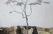 Acacia de la sabana de alambre