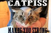 CATPISS - preparando sus gatos para el Apocalipsis